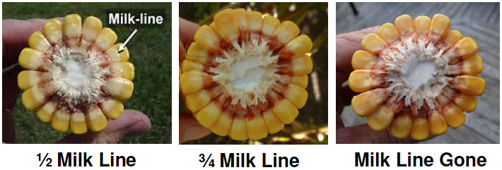 Milk line