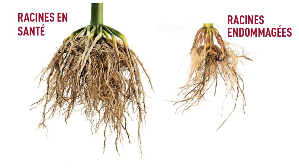 Perte de rendement de 15 % à 34 % consécutive aux dommages causés par la chrysomèle des racines du maïs