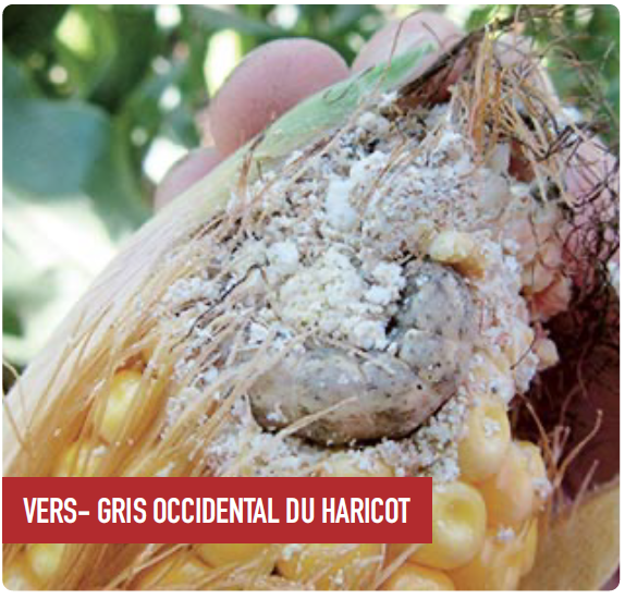 VERS- GRIS OCCIDENTAL DU HARICOT